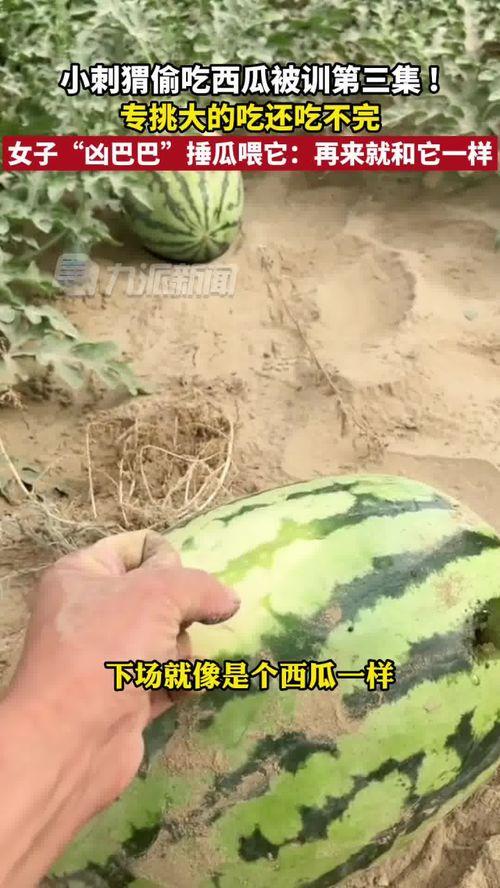 7月27吃瓜新闻,娱乐圈风云再起，吃瓜群众热议焦点事件