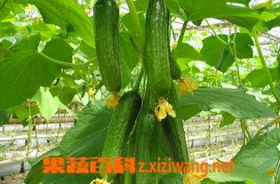 乳瓜嫩芽怎么吃最好,乳瓜嫩芽的多样美味食用指南