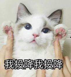 吃瓜群众猫咪头像,猫咪头像背后的趣味故事