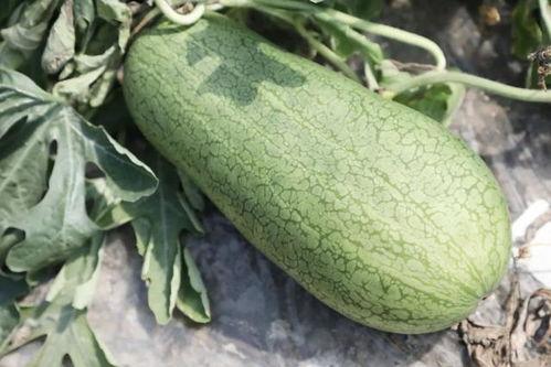 水之梦吃瓜,揭秘瓜界新宠，品味瓜香四溢的奇幻之旅