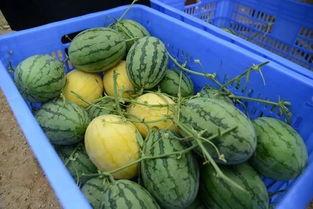 夺吉吃瓜群,揭秘网络社交圈的趣味与争议